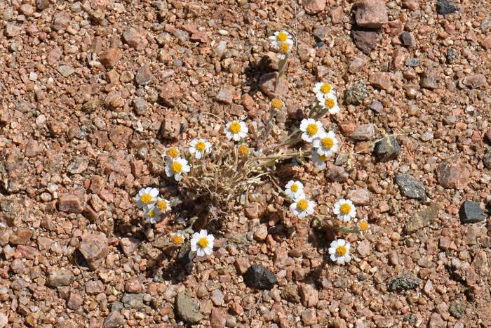 White Woolly Daisy is one of several tiny white daisy type flowers that prefer desert scrub habitats. They are all superficially similar and include Whitedaisy, Tidytips, Daisy Desertstar and Mojave Desertstar. Eriophyllum lanosum 